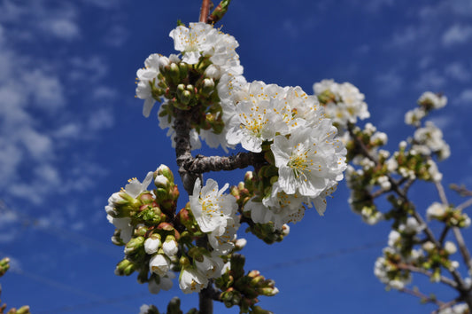 Popcorn Popping—In Nature, Nostalgia, and Tradition