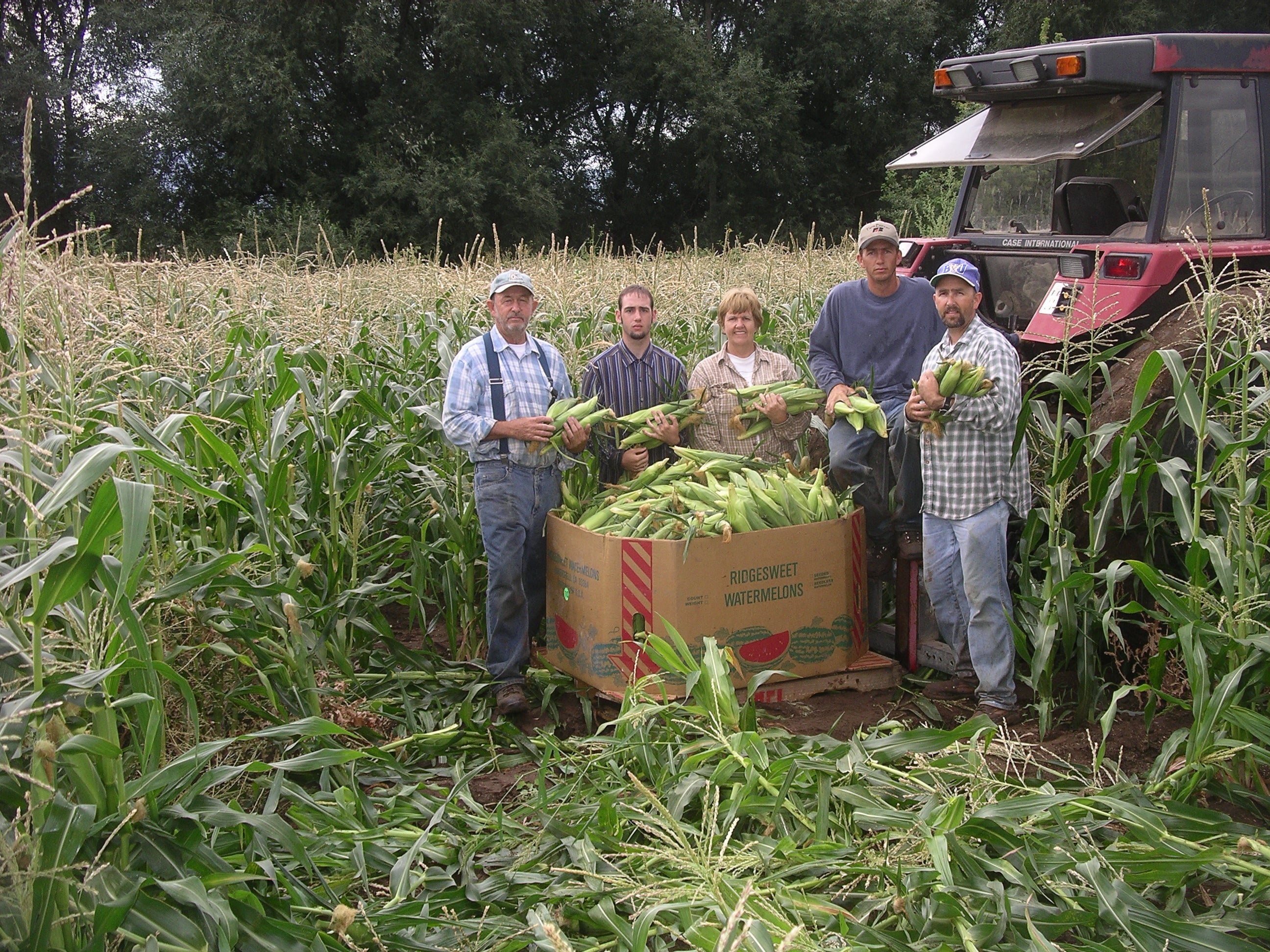 A family picking sweet corn in a corn field